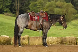 Chex, Blue Roan Quarter Horse Gelding for Sale in OH