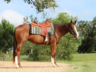 Angel, 7 Year Old Sorrel Quarter Horse Mare for Sale in New Ulm, TX