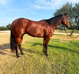 Taris Surprize Shine, 2 Year Old Bay Quarter Horse Gelding for Sale in Weatherford, TX