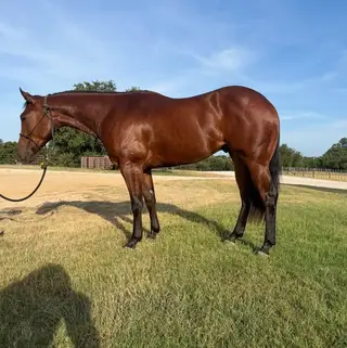 Taris Surprize Shine, 2 Year Old Bay Quarter Horse Gelding for Sale in Weatherford, TX, photo 2 of 3