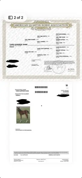 Taris Surprize Shine, 2 Year Old Bay Quarter Horse Gelding for Sale in Weatherford, TX, photo 3 of 3