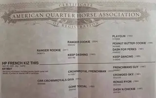 HP French Kiz This, 1 Year Old Bay Dun Quarter Horse Filly for Sale