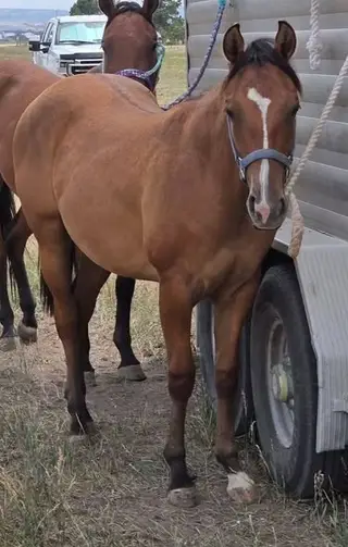 HP French Kiz This, 1 Year Old Bay Dun Quarter Horse Filly for Sale, photo 2 of 4