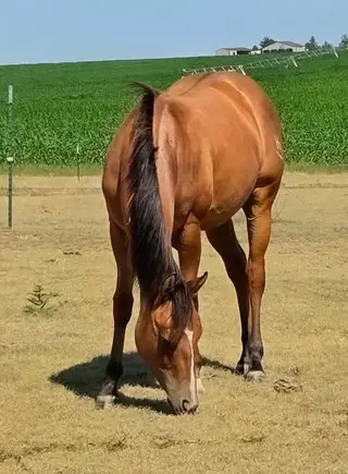 HP French Kiz This, 1 Year Old Bay Dun Quarter Horse Filly for Sale, photo 3 of 4