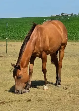 HP French Kiz This, 1 Year Old Bay Dun Quarter Horse Filly for Sale, photo 4 of 4