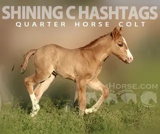Shining C Hashtags (Hashtags (colt))