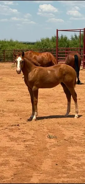 Filly by Metallic Cattack, Foal Sorrel Quarter Horse Filly for Sale in TX