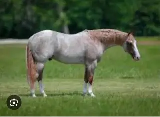 Filly by Metallic Cattack, Foal Sorrel Quarter Horse Filly for Sale in TX, photo 3 of 3