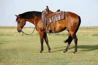 Sun Frosted Pistol (Scooter)