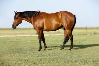 Sun Frosted Pistol (Scooter), 7 Year Old Bay Quarter Horse Gelding for Sale in Troy, TX, photo 2 of 5