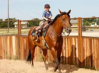 Sun Frosted Pistol (Scooter), 7 Year Old Bay Quarter Horse Gelding for Sale in Troy, TX, photo 3 of 5