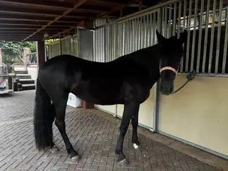 Black Friesian Cross Filly, 2 Year Old Black Friesian Cross Filly for Sale in Riverside, CA