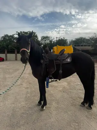 Black Friesian Cross Filly, 2 Year Old Black Friesian Cross Filly for Sale in Riverside, CA, photo 2 of 5