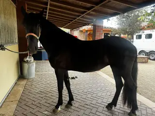 Black Friesian Cross Filly, 2 Year Old Black Friesian Cross Filly for Sale in Riverside, CA, photo 3 of 5