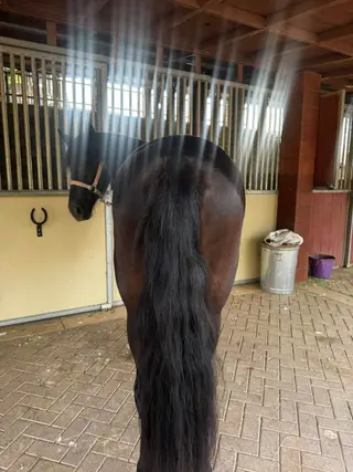 Black Friesian Cross Filly, 2 Year Old Black Friesian Cross Filly for Sale in Riverside, CA, photo 5 of 5