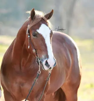 At Least Shes Pretty (Dolly), 11 Year Old Sorrel Quarter Horse Mare for Sale in Monticello, FL