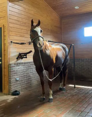 At Least Shes Pretty (Dolly), 11 Year Old Sorrel Quarter Horse Mare for Sale in Monticello, FL, photo 2 of 3