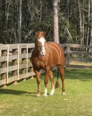 At Least Shes Pretty (Dolly), 11 Year Old Sorrel Quarter Horse Mare for Sale in Monticello, FL, photo 3 of 3