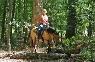 MG DAS QUINCYSBADGER, 6 Year Old Buckskin Quarter Horse Gelding for Sale in Alexander, AR, photo 4 of 6