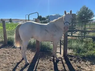 Olaf, 6 Year Old Quarter Horse Gelding for Sale in Thermopolis, WY