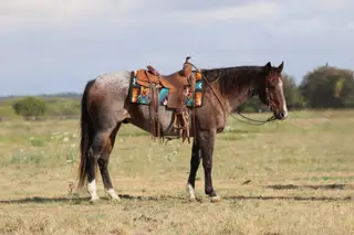Drako, 11 Year Old Roan Quarter Horse Gelding for Sale in Mineral Wells, TX