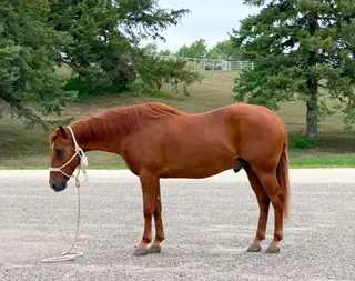 Sampson, 14 Year Old Sorrel Missouri Fox Trotter Gelding for Sale in Cannon Falls, MN