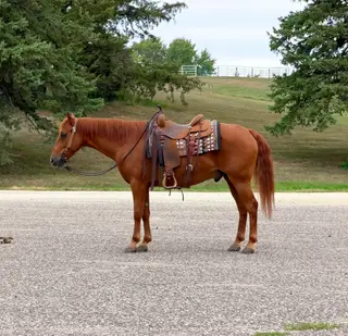 Sampson, 14 Year Old Sorrel Missouri Fox Trotter Gelding for Sale in Cannon Falls, MN, photo 2 of 5
