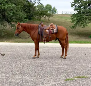 Sampson, 14 Year Old Sorrel Missouri Fox Trotter Gelding for Sale in Cannon Falls, MN, photo 3 of 5