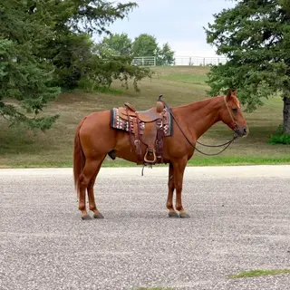 Sampson, 14 Year Old Sorrel Missouri Fox Trotter Gelding for Sale in Cannon Falls, MN, photo 4 of 5