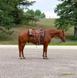 Sampson, 14 Year Old Sorrel Missouri Fox Trotter Gelding for Sale in Cannon Falls, MN, photo 5 of 5