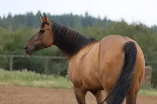 Dolly, 9 Year Old Dun Quarter Horse Mare for Sale in Winchester, ID