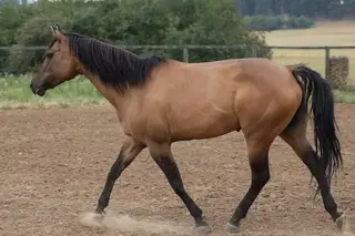 Dolly, 9 Year Old Dun Quarter Horse Mare for Sale in Winchester, ID, photo 2 of 3