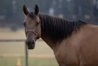 Dolly, 9 Year Old Dun Quarter Horse Mare for Sale in Winchester, ID, photo 3 of 3