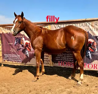 Katie Love Money, 1 Year Old Sorrel Quarter Horse Filly for Sale in Hennessey, OK