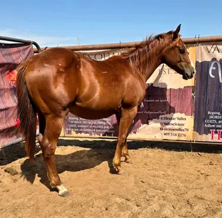 Katie Love Money, 1 Year Old Sorrel Quarter Horse Filly for Sale in Hennessey, OK, photo 3 of 4