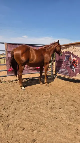 Katie Love Money, 1 Year Old Sorrel Quarter Horse Filly for Sale in Hennessey, OK, photo 4 of 4