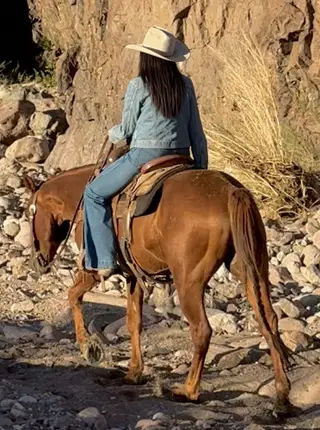 Chili, 7 Year Old Roan Quarter Horse Gelding for Sale in Magdalena, NM, photo 3 of 5