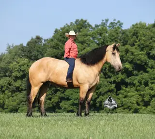 Sundance, 6 Year Old Buckskin Draft Horse Cross Gelding for Sale in Gladstone, NJ