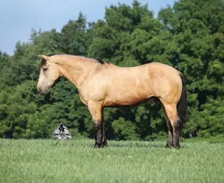 Sundance, 6 Year Old Buckskin Draft Horse Cross Gelding for Sale in Gladstone, NJ, photo 2 of 4