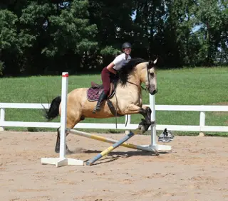 Sundance, 6 Year Old Buckskin Draft Horse Cross Gelding for Sale in Gladstone, NJ, photo 3 of 4