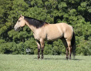 Ash Iza Whiskey Kid, 5 Year Old Buckskin Quarter Horse Gelding for Sale in Mt. Vernon, KY