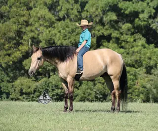 Ash Iza Whiskey Kid, 5 Year Old Buckskin Quarter Horse Gelding for Sale in Mt. Vernon, KY, photo 2 of 4