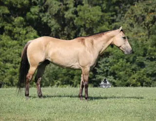 Ash Iza Whiskey Kid, 5 Year Old Buckskin Quarter Horse Gelding for Sale in Mt. Vernon, KY, photo 3 of 4