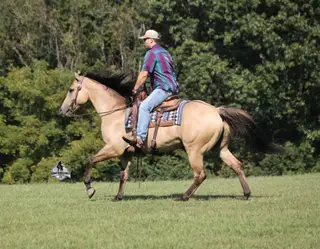Ash Iza Whiskey Kid, 5 Year Old Buckskin Quarter Horse Gelding for Sale in Mt. Vernon, KY, photo 4 of 4