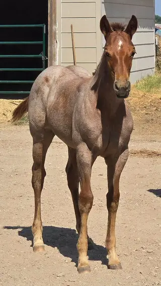 Filly by Regers Rekindle, 1 Year Old Red Roan Paint Filly for Sale in Burrton, KS