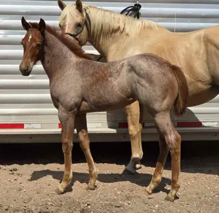 Filly by Regers Rekindle, 1 Year Old Red Roan Paint Filly for Sale in Burrton, KS, photo 2 of 6
