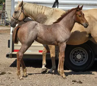 Filly by Regers Rekindle, 1 Year Old Red Roan Paint Filly for Sale in Burrton, KS, photo 3 of 6
