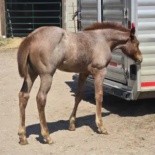 Filly by Regers Rekindle, 1 Year Old Red Roan Paint Filly for Sale in Burrton, KS, photo 4 of 6
