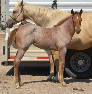 Filly by Regers Rekindle, 1 Year Old Red Roan Paint Filly for Sale in Burrton, KS, photo 5 of 6