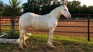 Filly by This Catt Shines
